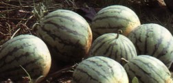 你知道澎湖早期的嘉寶瓜長相與特性如何嗎？